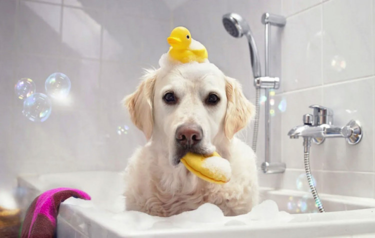 Dctr.Go Шампунь-бальзам для животных Sнampoo Therapy "Мультиуход" 1000 ml в Пензе